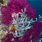 Koralrevet02