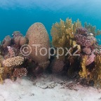 Koralrevet05