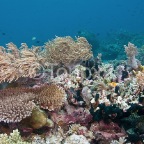 Koralrevet06