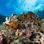 Koralrevet12
