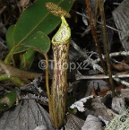 nepenthes3