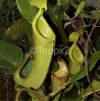 nepenthes4