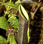 nepenthes7
