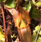 nepenthes9