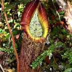 nepenthes12