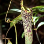 nepenthes13