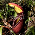 nepenthes15